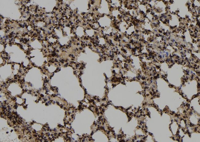 DNAJB14 Antibody - 1:100 staining mouse lung tissue by IHC-P. The sample was formaldehyde fixed and a heat mediated antigen retrieval step in citrate buffer was performed. The sample was then blocked and incubated with the antibody for 1.5 hours at 22°C. An HRP conjugated goat anti-rabbit antibody was used as the secondary.