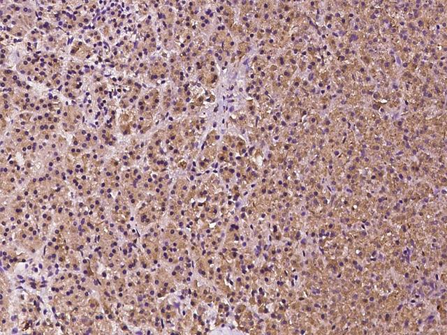 DNAJB14 Antibody - Immunochemical staining of human DNAJB14 in human pancreas with rabbit polyclonal antibody at 1:200 dilution, formalin-fixed paraffin embedded sections.