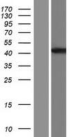DNAJB14 Protein - Western validation with an anti-DDK antibody * L: Control HEK293 lysate R: Over-expression lysate