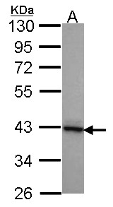 DNAJB2 Antibody - Sample (30 ug of whole cell lysate). A: A431 . 10% SDS PAGE. DNAJB2 antibody. DNAJB2 antibody diluted at 1:1000.