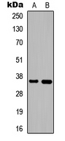 DNAJB2 Antibody - Western blot analysis of DNAJB2 expression in HEK293T (A); PC12 (B) whole cell lysates.