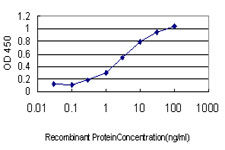 DNAJB2 Antibody - Detection limit for recombinant GST tagged DNAJB2 is approximately 0.03 ng/ml as a capture antibody.