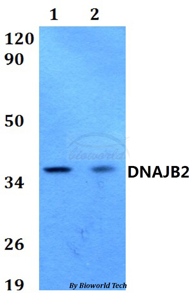DNAJB2 Antibody - Western blot of DNAJB2 antibody at 1:500 dilution. Lane 1: HEK293T whole cell lysate. Lane 2: PC12 whole cell lysate.