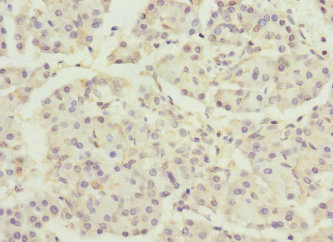 DNAJB2 Antibody - Immunohistochemistry of paraffin-embedded human pancreatic tissue at dilution 1:100