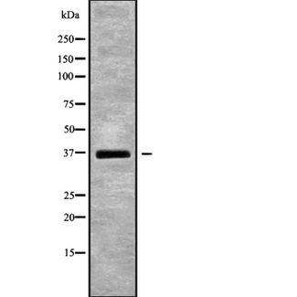 DNAJB2 Antibody - Western blot analysis of DNAJB2 using HuvEc whole cells lysates