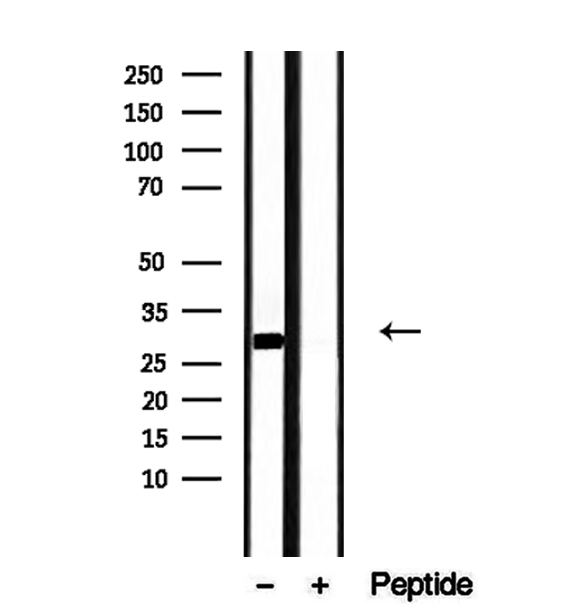 DNAJB3 Antibody - Western blot analysis of extracts of PC-3 cells using DNAJB3 antibody.