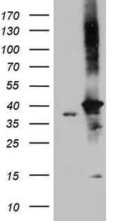 DNAJB4 Antibody - HEK293T cells were transfected with the pCMV6-ENTRY control. (Left lane) or pCMV6-ENTRY DNAJB4. (Right lane) cDNA for 48 hrs and lysed