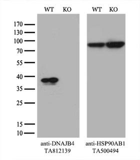 DNAJB4 Antibody - Equivalent amounts of cell lysates  and DNAJB4-Knockout HeLa cells  were separated by SDS-PAGE and immunoblotted with anti-DNAJB4 monoclonal antibody. Then the blotted membrane was stripped and reprobed with anti-HSP90 antibody as a loading control.