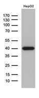 DNAJB4 Antibody - Western blot analysis of extracts. (35ug) from HepG2 cell line by using anti-DNAJB4 monoclonal antibody. (1:500)