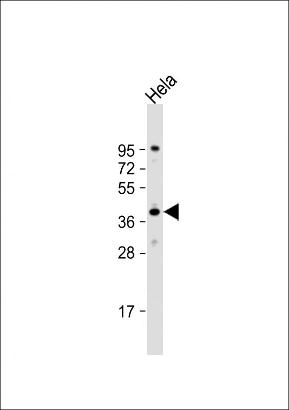DNAJB4 Antibody - Anti-DNAJB4 Antibody (C-Term) at 1:2000 dilution + HeLa whole cell lysate Lysates/proteins at 20 ug per lane. Secondary Goat Anti-Rabbit IgG, (H+L), Peroxidase conjugated at 1:10000 dilution. Predicted band size: 38 kDa. Blocking/Dilution buffer: 5% NFDM/TBST.