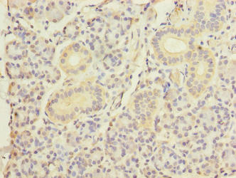 DNAJB4 Antibody - Immunohistochemistry of paraffin-embedded human pancreatic tissue using DNAJB4 Antibody at dilution of 1:100