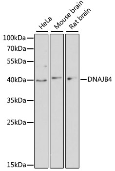 DNAJB4 Antibody - Western blot analysis of extracts of various cell lines, using DNAJB4 antibody at 1:3000 dilution. The secondary antibody used was an HRP Goat Anti-Rabbit IgG (H+L) at 1:10000 dilution. Lysates were loaded 25ug per lane and 3% nonfat dry milk in TBST was used for blocking. An ECL Kit was used for detection and the exposure time was 90s.
