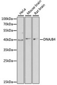 DNAJB4 Antibody - Western blot analysis of extracts of various cell lines, using DNAJB4 antibody at 1:3000 dilution. The secondary antibody used was an HRP Goat Anti-Rabbit IgG (H+L) at 1:10000 dilution. Lysates were loaded 25ug per lane and 3% nonfat dry milk in TBST was used for blocking. An ECL Kit was used for detection and the exposure time was 90s.