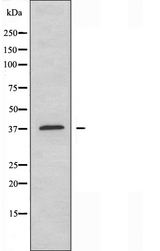 DNAJB4 Antibody - Western blot analysis of extracts of HepG2 cells using DNAJB4 antibody.