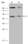 DNAJB4 Antibody - Anti-DNAJB4 rabbit polyclonal antibody at 1:500 dilution. Lane A: Jurkat Whole Cell Lysate. Lane B: HepG2 Whole Cell Lysate. Lysates/proteins at 30 ug per lane. Secondary: Goat Anti-Rabbit IgG (H+L)/HRP at 1/10000 dilution. Developed using the ECL technique. Performed under reducing conditions. Predicted band size: 38 kDa. Observed band size: 48 kDa.