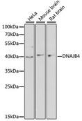 DNAJB4 Antibody - Western blot analysis of extracts of various cell lines using DNAJB4 Polyclonal Antibody at dilution of 1:3000.