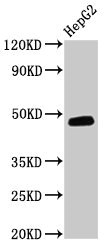 DNAJB5 Antibody - Western Blot Positive WB detected in: HepG2 whole cell lysate All lanes: DNAJB5 antibody at 3.2µg/ml Secondary Goat polyclonal to rabbit IgG at 1/50000 dilution Predicted band size: 40, 48, 52 kDa Observed band size: 48 kDa