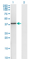 DNAJB6 Antibody - Western blot of DNAJB6 expression in transfected 293T cell line by DNAJB6 monoclonal antibody (M03), clone 1A5.