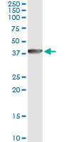 DNAJB6 Antibody - Immunoprecipitation of DNAJB6 transfected lysate using anti-DNAJB6 monoclonal antibody and Protein A Magnetic Bead.
