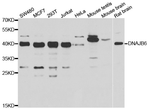 DNAJB6 Antibody - Western blot analysis of extracts of various cell lines.