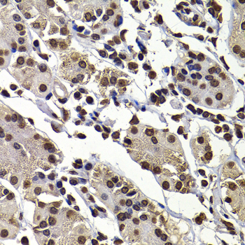 DNAJB6 Antibody - Immunohistochemistry of paraffin-embedded human stomach tissue.