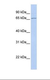 DNAJC1 Antibody - Hela cell lysate. Antibody concentration: 1.0 ug/ml. Gel concentration: 12%.  This image was taken for the unconjugated form of this product. Other forms have not been tested.