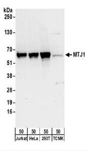 DNAJC1 Antibody - Detection of Human and Mouse MTJ1 by Western Blot. Samples: Whole cell lysate (50 ug) from Jurkat, HeLa, 293T, and mouse TCMK-1 cells. Antibodies: Affinity purified rabbit anti-MTJ1 antibody used for WB at 0.1 ug/ml. Detection: Chemiluminescence with an exposure time of 30 seconds.