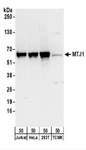 DNAJC1 Antibody - Detection of Human and Mouse MTJ1 by Western Blot. Samples: Whole cell lysate (50 ug) from Jurkat, HeLa, 293T, and mouse TCMK-1 cells. Antibodies: Affinity purified rabbit anti-MTJ1 antibody used for WB at 0.1 ug/ml. Detection: Chemiluminescence with an exposure time of 30 seconds.