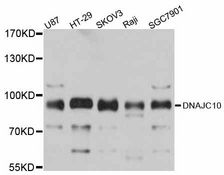 DNAJC10 Antibody - Western blot analysis of extracts of various cell lines, using DNAJC10 antibody at 1:3000 dilution. The secondary antibody used was an HRP Goat Anti-Rabbit IgG (H+L) at 1:10000 dilution. Lysates were loaded 25ug per lane and 3% nonfat dry milk in TBST was used for blocking. An ECL Kit was used for detection and the exposure time was 1s.