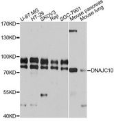DNAJC10 Antibody - Western blot analysis of extracts of various cell lines, using DNAJC10 antibody at 1:3000 dilution. The secondary antibody used was an HRP Goat Anti-Rabbit IgG (H+L) at 1:10000 dilution. Lysates were loaded 25ug per lane and 3% nonfat dry milk in TBST was used for blocking. An ECL Kit was used for detection and the exposure time was 1s.