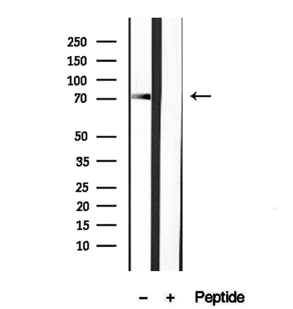 DNAJC10 Antibody - Western blot analysis of extracts of mouse liver tissue using DNAJC10 antibody.