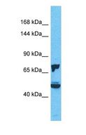 DNAJC10 Antibody - Western blot of DNAJC10 Antibody with human 293T Whole Cell lysate.  This image was taken for the unconjugated form of this product. Other forms have not been tested.
