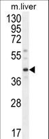 DNAJC11 Antibody - DNAJC11 Antibody western blot of mouse liver tissue lysates (35 ug/lane). The DNAJC11 antibody detected the DNAJC11 protein (arrow).