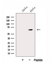 DNAJC11 Antibody - Western blot analysis of extracts of COS-7 cells using DNAJC11 antibody. The lane on the left was treated with blocking peptide.