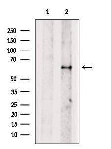 DNAJC11 Antibody