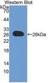 DNAJC12 Antibody - Western blot of DNAJC12 antibody.