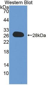 DNAJC12 Antibody - Western blot of DNAJC12 antibody.