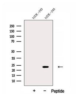 DNAJC12 Antibody - Western blot analysis of extracts of HEK293 cells using DNAJC12 antibody. The lane on the left was treated with blocking peptide.