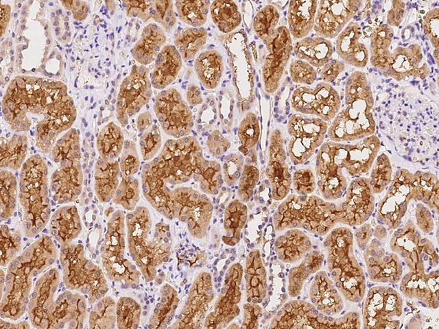 DNAJC12 Antibody - Immunochemical staining of human DNAJC12 in human kidney with rabbit polyclonal antibody at 1:100 dilution, formalin-fixed paraffin embedded sections.