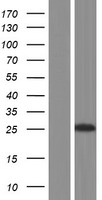 DNAJC12 Protein - Western validation with an anti-DDK antibody * L: Control HEK293 lysate R: Over-expression lysate