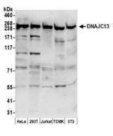 DNAJC13 Antibody - Detection of human and mouse DNAJC13 by western blot. Samples: Whole cell lysate (50 µg) from HeLa, HEK293T, Jurkat, mouse TCMK-1, and mouse NIH 3T3 cells prepared using NETN lysis buffer. Antibody: Affinity purified rabbit anti-DNAJC13 antibody used for WB at 0.4 µg/ml. Detection: Chemiluminescence with an exposure time of 3 minutes.