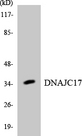 DNAJC17 Antibody - Western blot analysis of the lysates from HepG2 cells using DNAJC17 antibody.