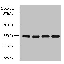 DNAJC17 Antibody - Western blot All lanes: DNAJC17 antibody at 16µg/ml Lane 1: A431 whole cell lysate Lane 2: Hela whole cell lysate Lane 3: Raji whole cell lysate Lane 4: HepG2 whole cell lysate Secondary Goat polyclonal to rabbit IgG at 1/10000 dilution Predicted band size: 35 kDa Observed band size: 35 kDa