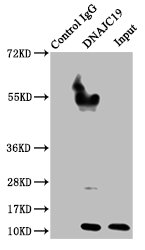 DNAJC19 Antibody - Immunoprecipitating DNAJC19 in Hela whole cell lysate Lane 1: Rabbit control IgG instead of DNAJC19 Antibody in Hela whole cell lysate.For western blotting, a HRP-conjugated Protein G antibody was used as the secondary antibody (1/2000) Lane 2: DNAJC19 Antibody (8µg) + Hela whole cell lysate (500µg) Lane 3: Hela whole cell lysate (10µg)