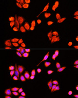 DNAJC19 Antibody - Immunofluorescence analysis of Hela cells using DNAJC19 antibody at dilution of 1:100 (40x lens). Blue: DAPI for nuclear staining.