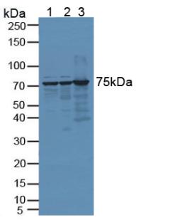 DNAJC2 / ZRF1 Antibody - Western Blot; Sample: Lane1: Human Hela Cells; Lane2: Human 293T Cells; Lane3: Mouse Testis Tissue.