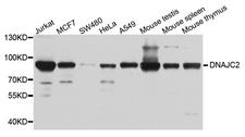 DNAJC2 / ZRF1 Antibody - Western blot analysis of extract of various cells.
