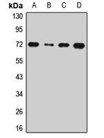DNAJC2 / ZRF1 Antibody