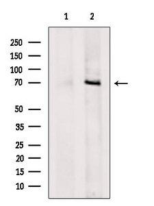DNAJC21 Antibody
