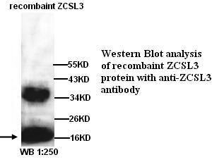 DNAJC24 Antibody